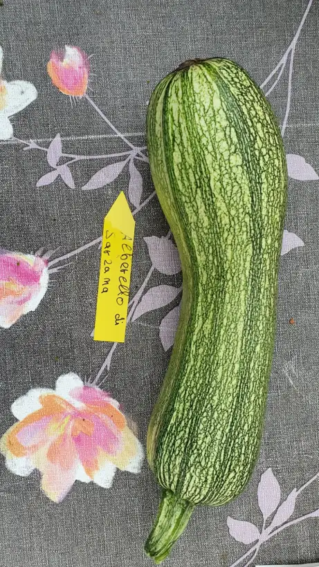 Zucchini: - Alberelo Di Sanzana - Zucchini