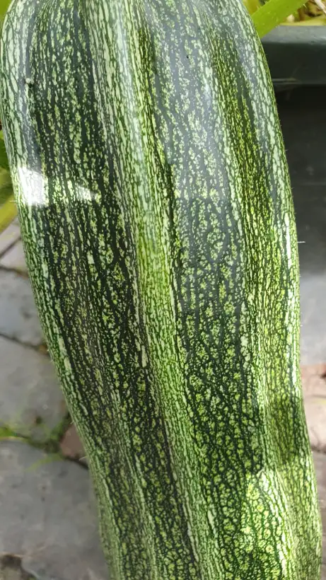 andere Gemüse: - Alberelo Di Sanzana - Zucchini