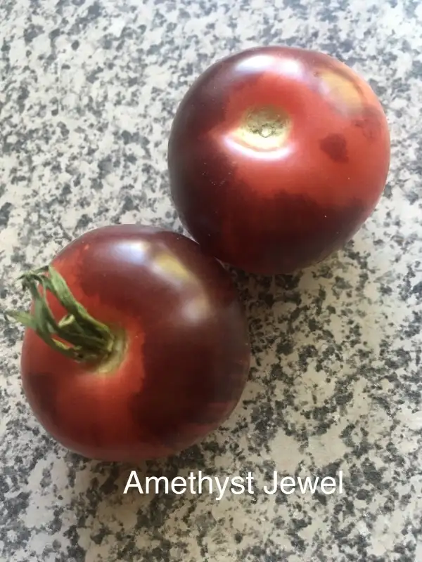 Tomaten: - amethyst jewel