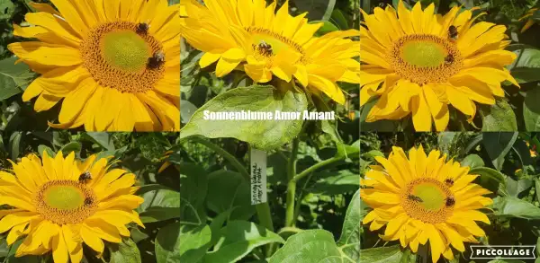 Blumen: - Amor Amat -  Sonnenblume