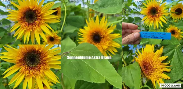 Blumen: - Astra Braun - Sonnenblume