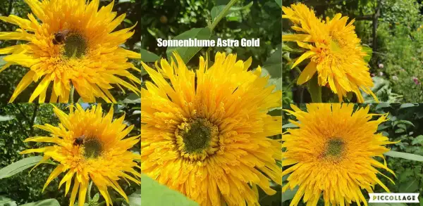 Blumen: - Astra Gold -  Sonnenblume