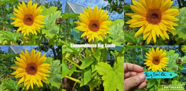 Blumen: - Big Smiele - Sonnenblume