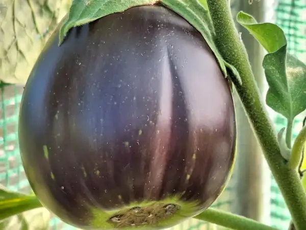 Auberginen: - Black Beauty -