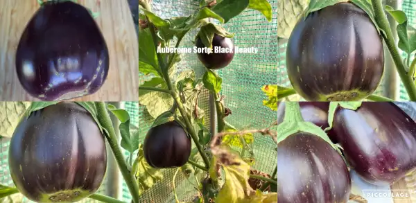 Auberginen: - Black Beauty -