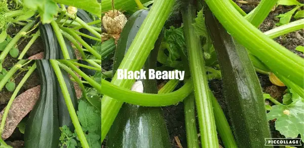 Zucchini: - Black Beauty - Zucchini