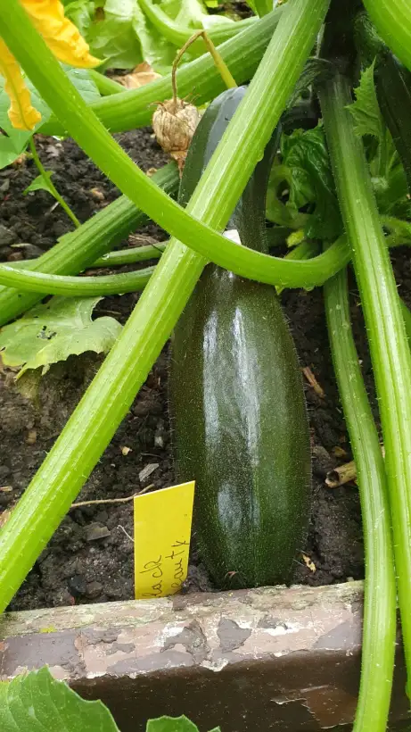 andere Gemüse: - Black Beauty -  Zucchini