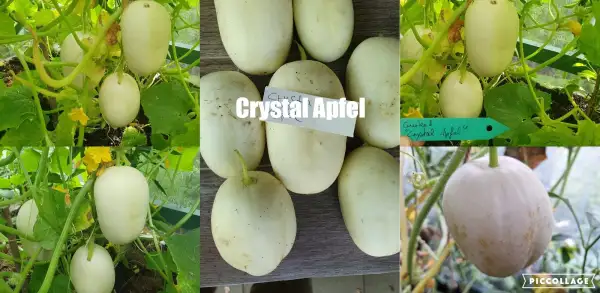 Gurken: - Crystal Apfel