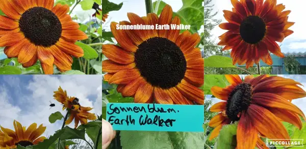 Blumen: - Earth Walker -  Sonnenblume