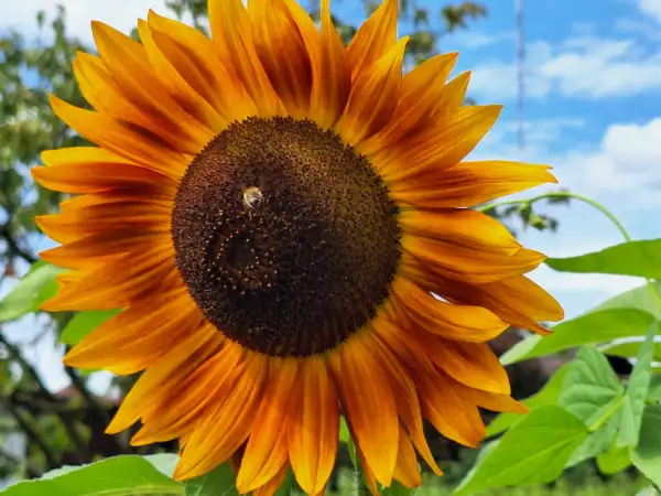 Blumen: - Evening Sun - Sonnenblume