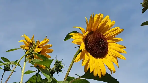 Blumen: - Gelber Discus - Sonnenblume