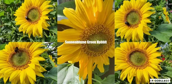 Blumen: - Green Hobbit - Sonnenblume