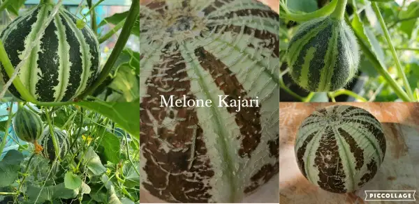 Obst: - Kajari -Melone