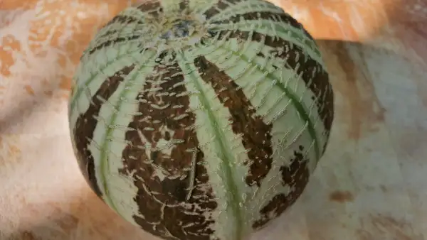 Obst: - Kajari -Melone