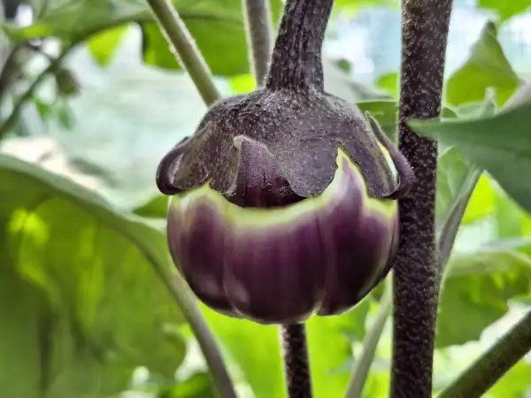 Auberginen: - Melanzana Prospperosa -