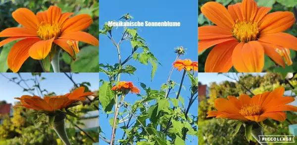 Blumen: - Mexikanische Sonnenblume