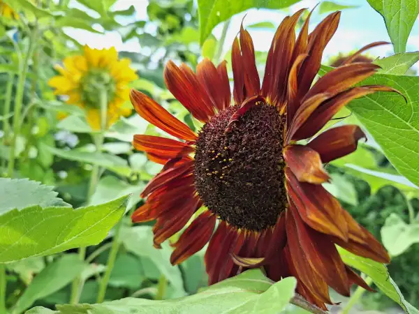 Blumen: - Moulin Rouge - Sonnenblume