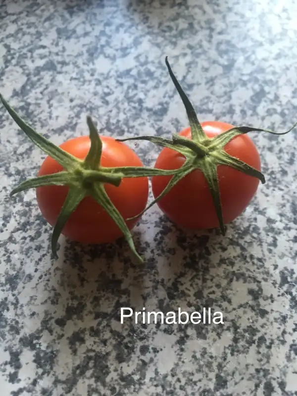 Tomaten: - Primabella