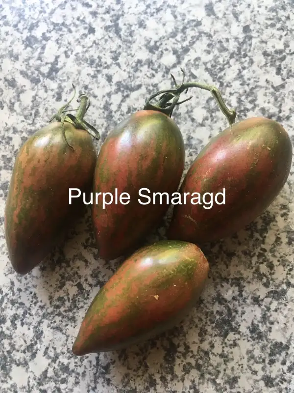 Tomaten: - purple samaragd