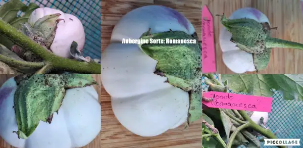 Auberginen: - Romanesca -