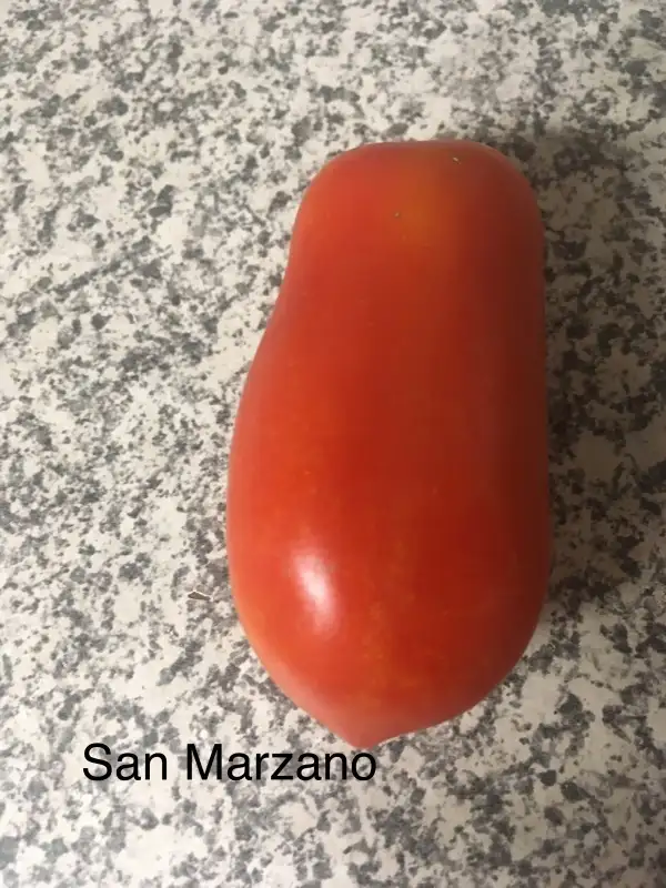 Tomaten: - San Marzano