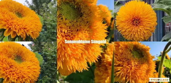 Blumen: - Sungold -  Sonnenblume