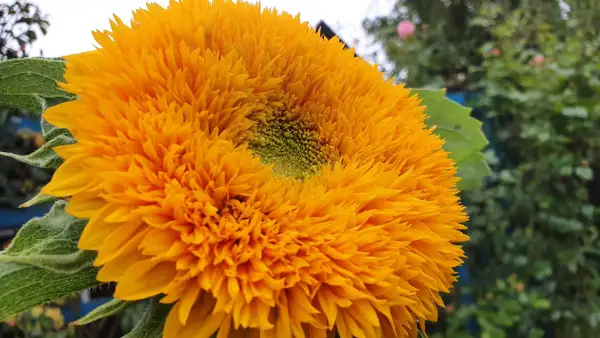 Blumen: - Sungold -  Sonnenblume