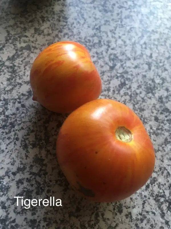 Tomaten: - Tigerella