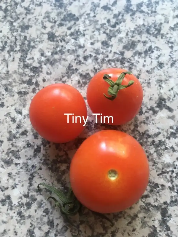 Tomaten: - Tiny Tim