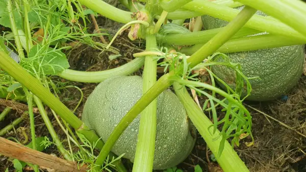 andere Gemüse: - Tondo Di Nizza - Zucchini