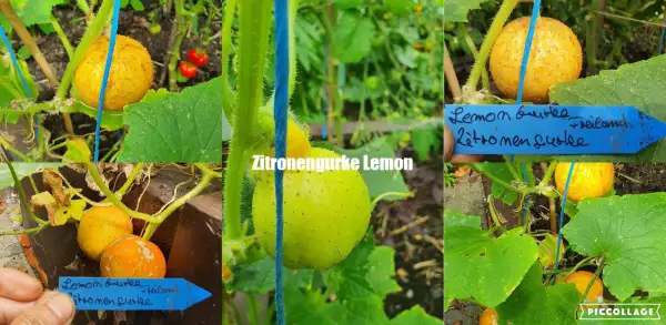 Gurken: - Zitronengurke, " Lemon "