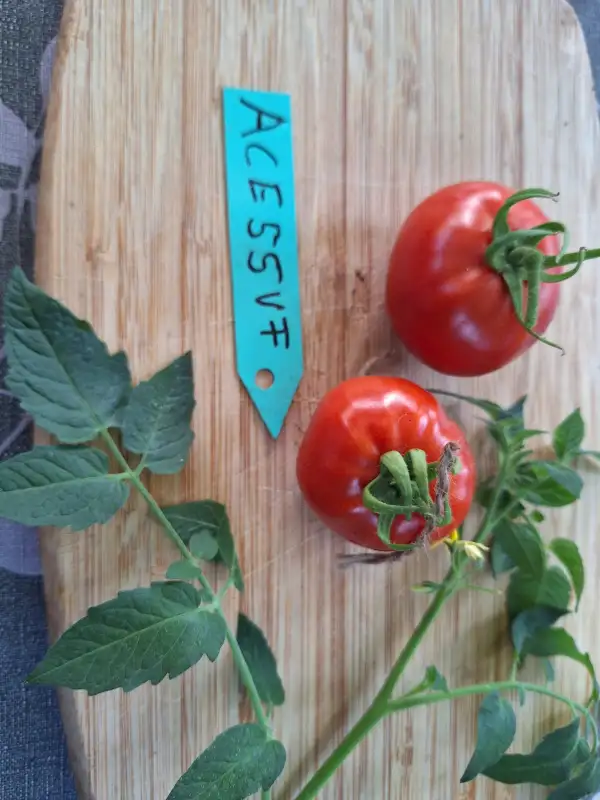 Tomaten: -ACE55VF