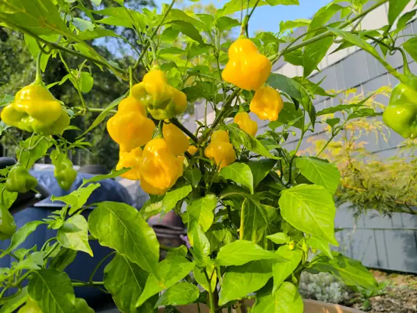 Chili / Paprika: • Aji Fantasy