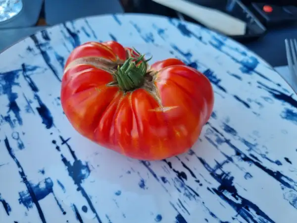 Tomaten: * Ananas (rot/gelb)