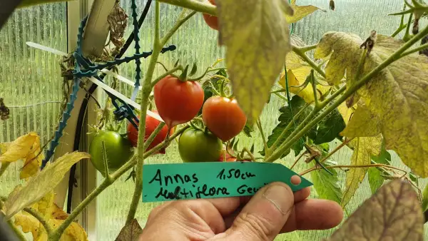 Tomaten: -Annas Multiflora