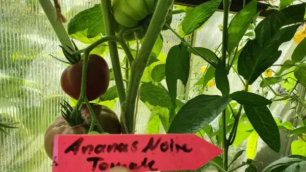 Tomaten: -Annas Noire