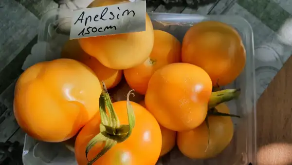 Tomaten: -Apelsin