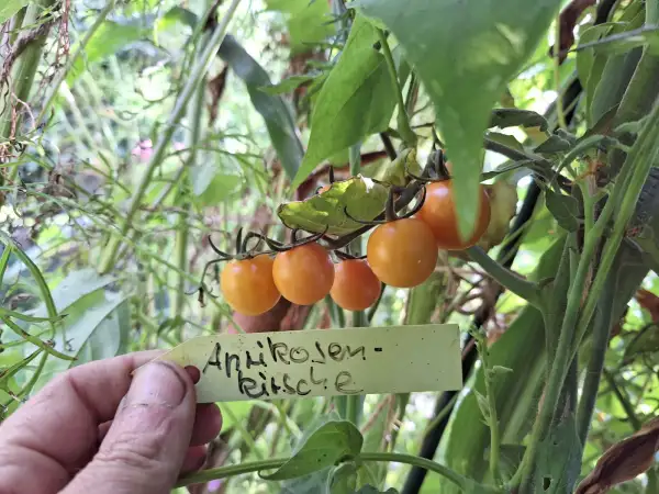 Tomaten: -Aprikosenkirsche - Freiland