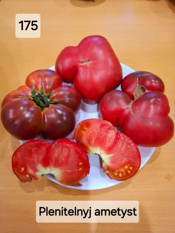 Tomaten: Сaptivating amethyst