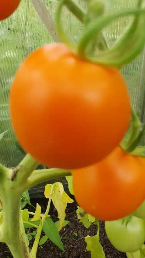 Tomaten: -Auriga