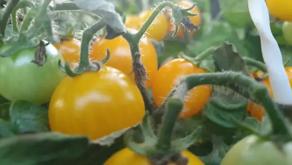 Tomaten: -Aztek - 25cm