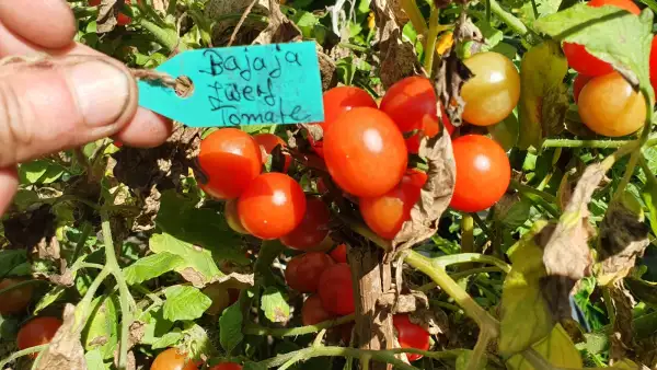 Tomaten: -Bajaja - 50cm