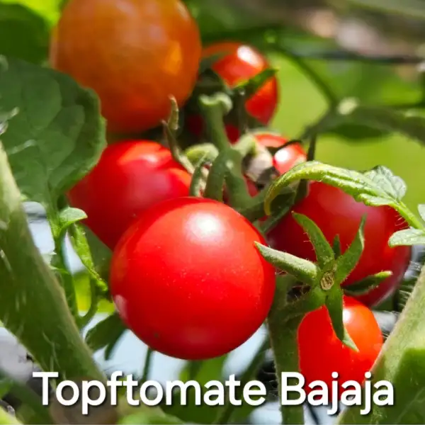 Tomaten: * Bajaja