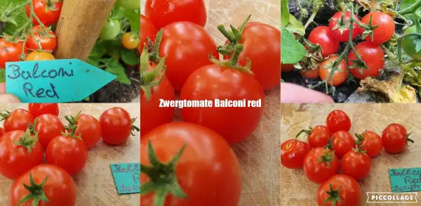 Tomaten: -Balconi Red - 30cm