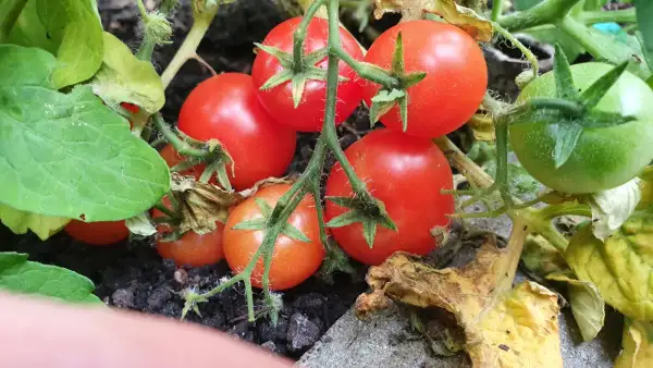 Tomaten: -Balconi Red - 30cm