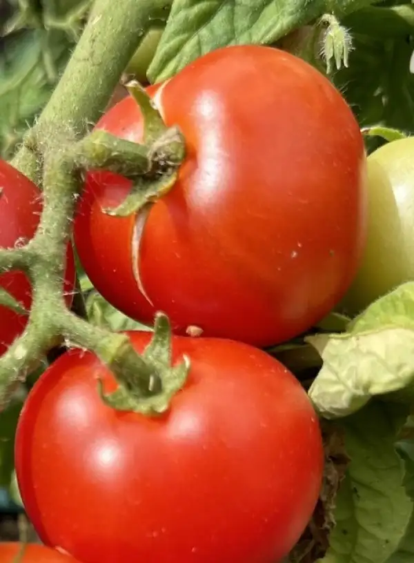 Tomaten: "Balkonstar"