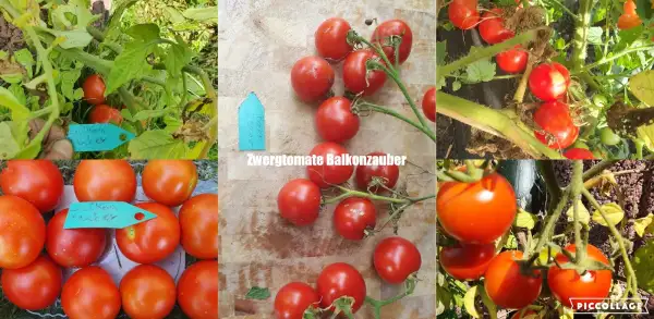 Tomaten: -Balkonzauber - 60cm