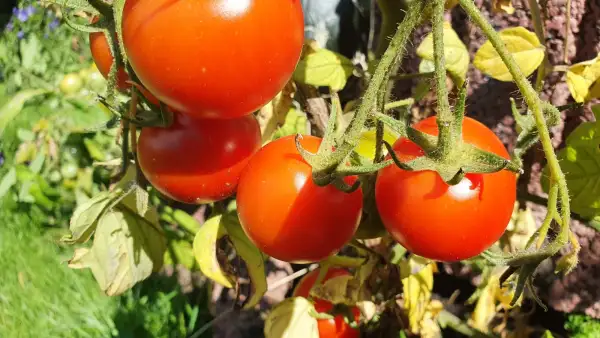 Tomaten: -Balkonzauber - 60cm