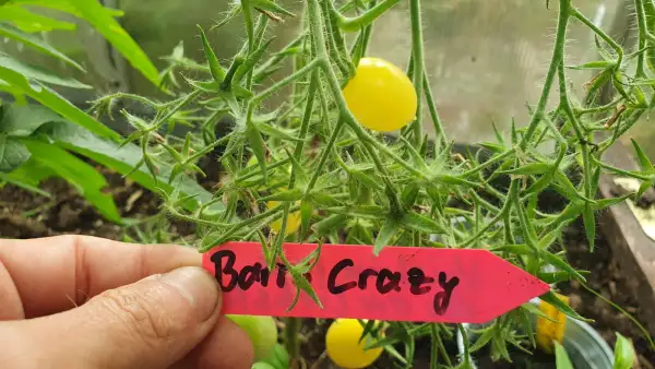 Tomaten: -Barrs Crazy Cheery