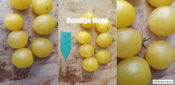 Tomaten: -Bendigo Moon - 60cm